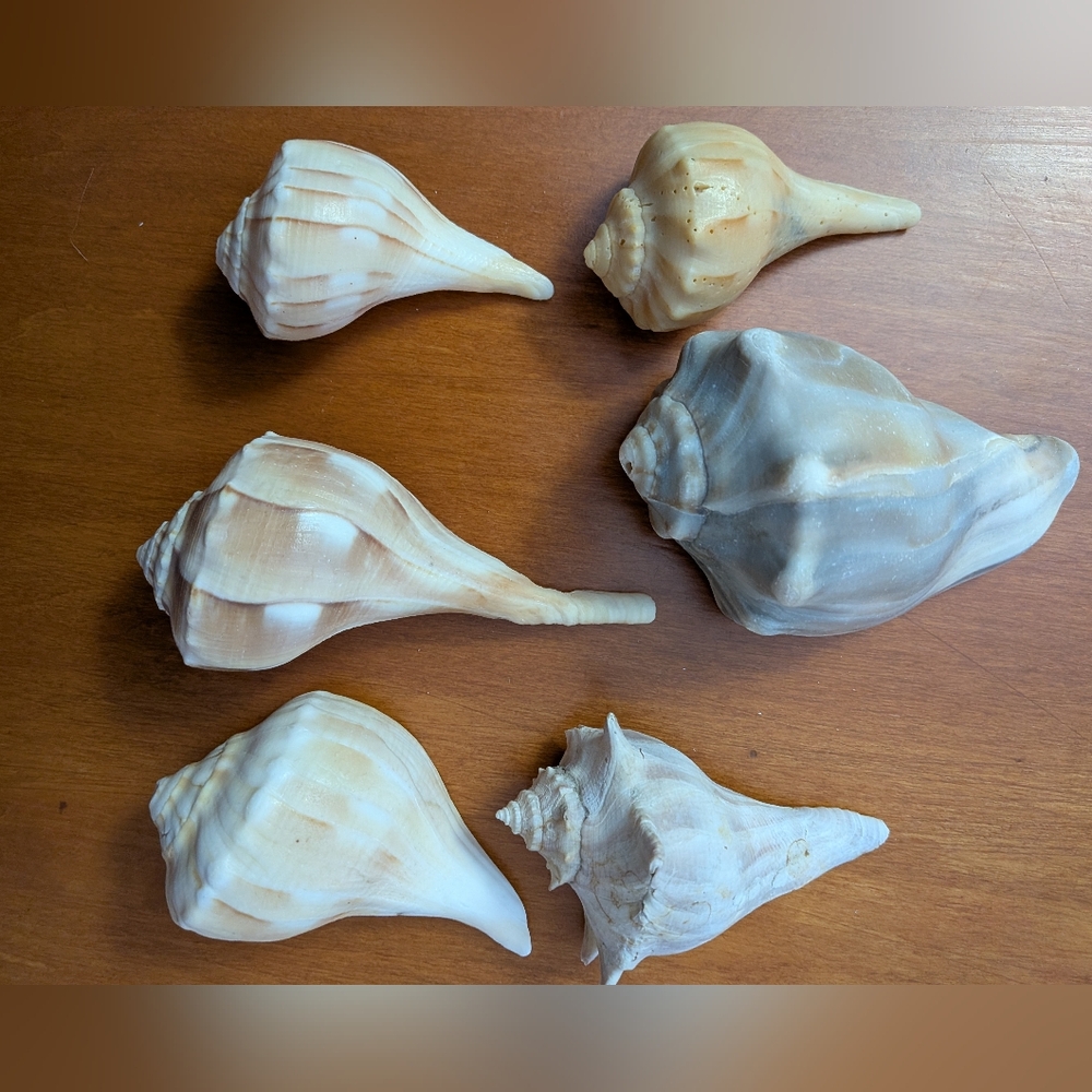 Natural Atlantic Seashells - Set Of 6